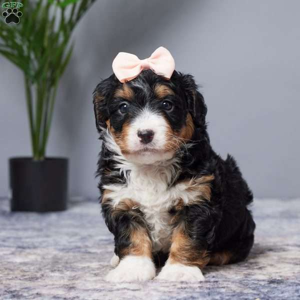 Isabelle, Mini Bernedoodle Puppy